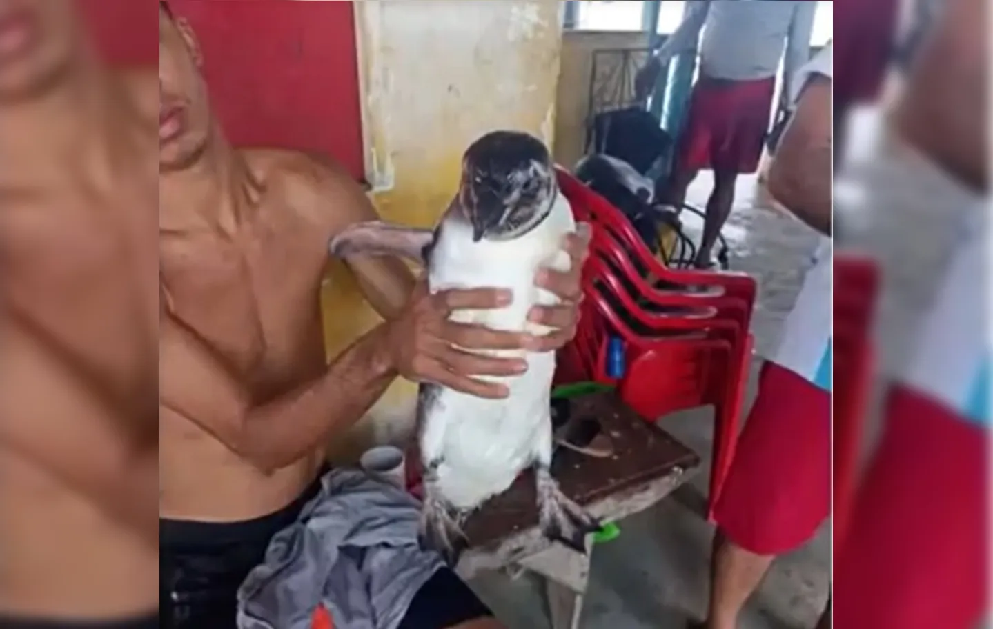 Pinguim é flagrado enquanto nadava em praia do subúrbio de Salvador