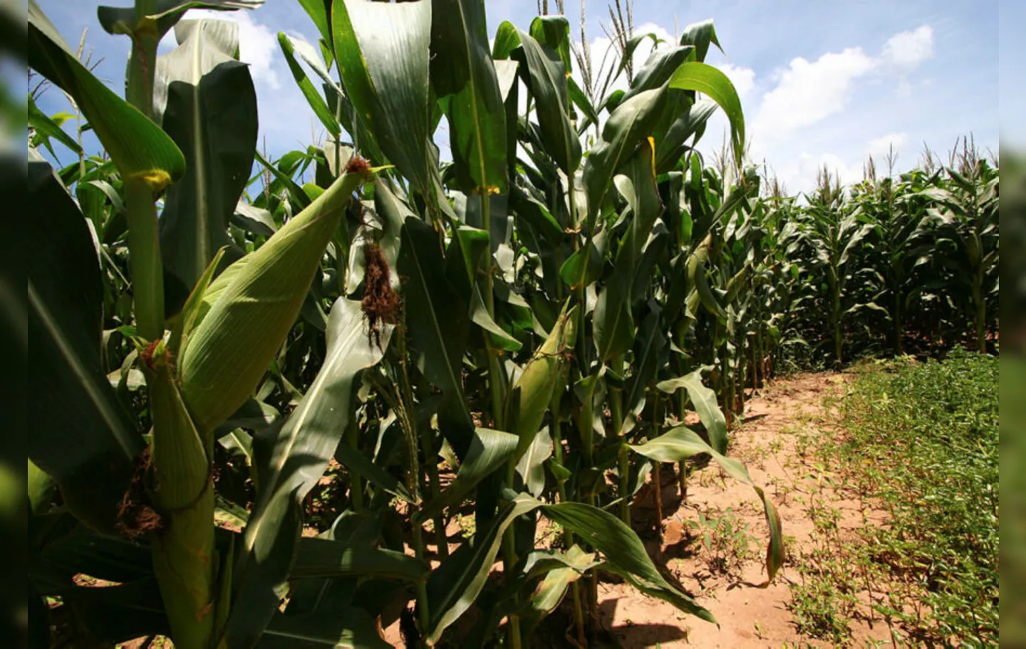 Redução de imposto sobre o milho atrai investimentos para etanol no Oeste baiano