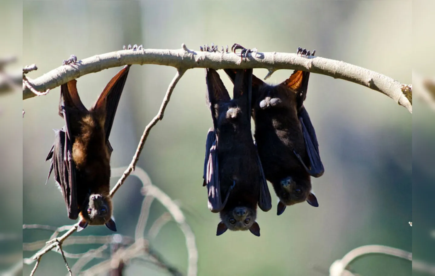 Morcego é um dos principais vetores da doença