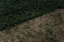 Imagem ilustrativa da imagem Desmatamento da Amazônia: primeiro semestre de 2022 bate novo recorde