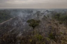 Imagem ilustrativa da imagem Desmatamento no Brasil cresceu 20% em 2021, aponta relatório