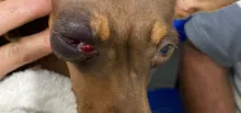Imagem ilustrativa da imagem Após agredir cadela a pauladas, homem é preso em Jaguaquara