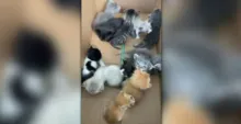 Imagem ilustrativa da imagem Eunápolis: 12 filhotes de gato abandonados ganham ‘mãe de leite'