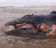 Imagem ilustrativa da imagem Filhote de baleia Jubarte é encontrado morto em praia de Ilhéus