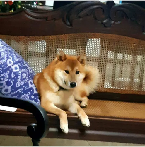 Shiro apresentou um sério quadro de depressão