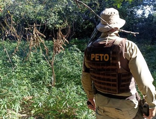 Polícia Militar da Bahia já incinerou 707 mil pés da planta em 2022
