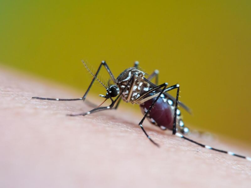 Pesquisas apontaram que as axilias de humanos com dengue havia mais acetofenona que as de pessoas saudáveis