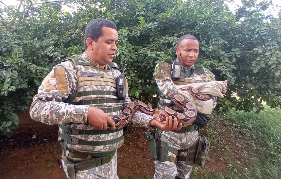 Serpente estava em uma árvore