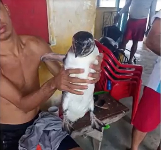 Pinguim é flagrado enquanto nadava em praia do subúrbio de Salvador