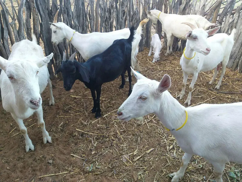 Propriedades de agricultura familiar são responsáveis por 90% da produção de caprinos e ovinos no Brasil
