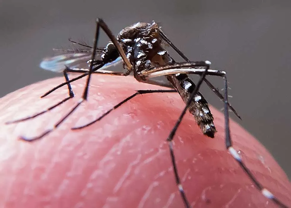 O vírus chikungunya é transmitido pelo Aedes aegypti e pode ser letal