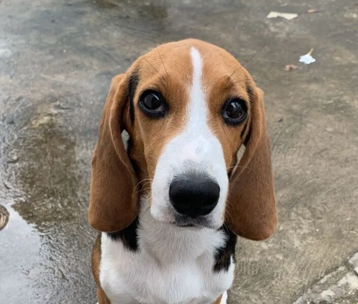 Scooby, da raça beagle, fugiu de casa no dia 19 de outubro, próximo à orla de Vilas do Atlântico