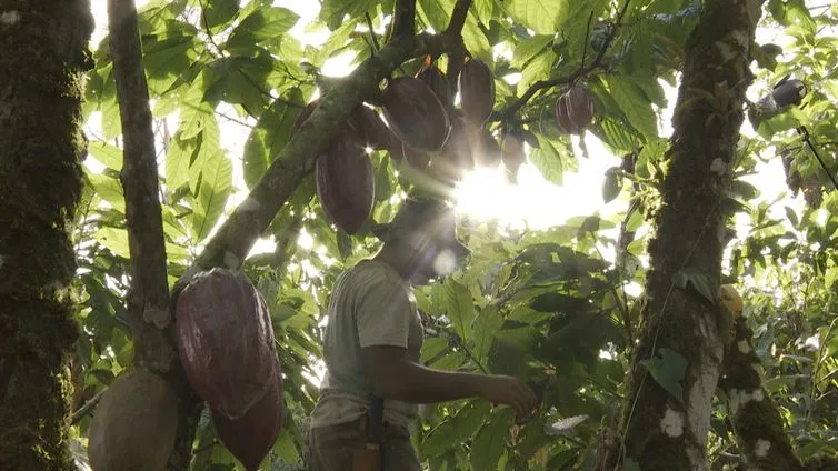 Cacau do sul da Bahia ressurge focado na qualidade e com certificação