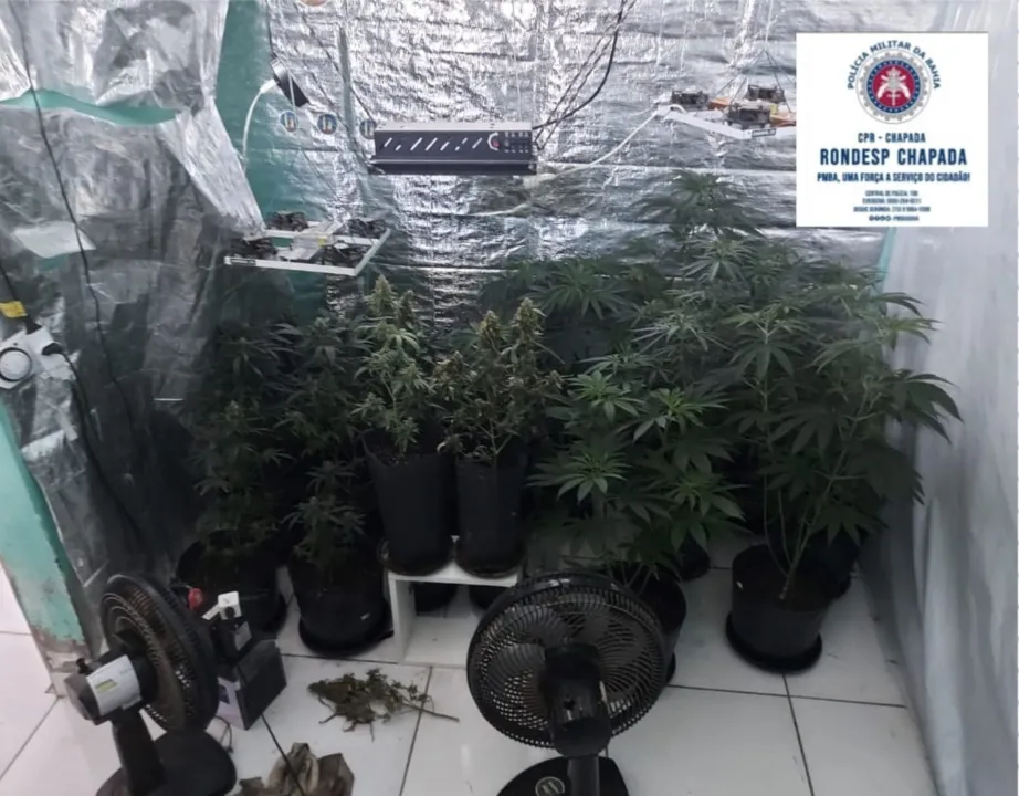 A planta precisa de ambiente adequado, com ventilação e controle de fertilizantes