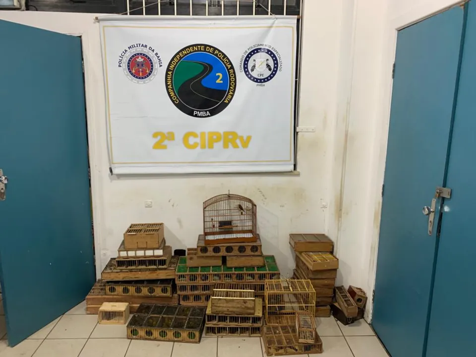 As aves foram levadas ao Centro de Triagem de Animais Silvestres (Cetas) da cidade