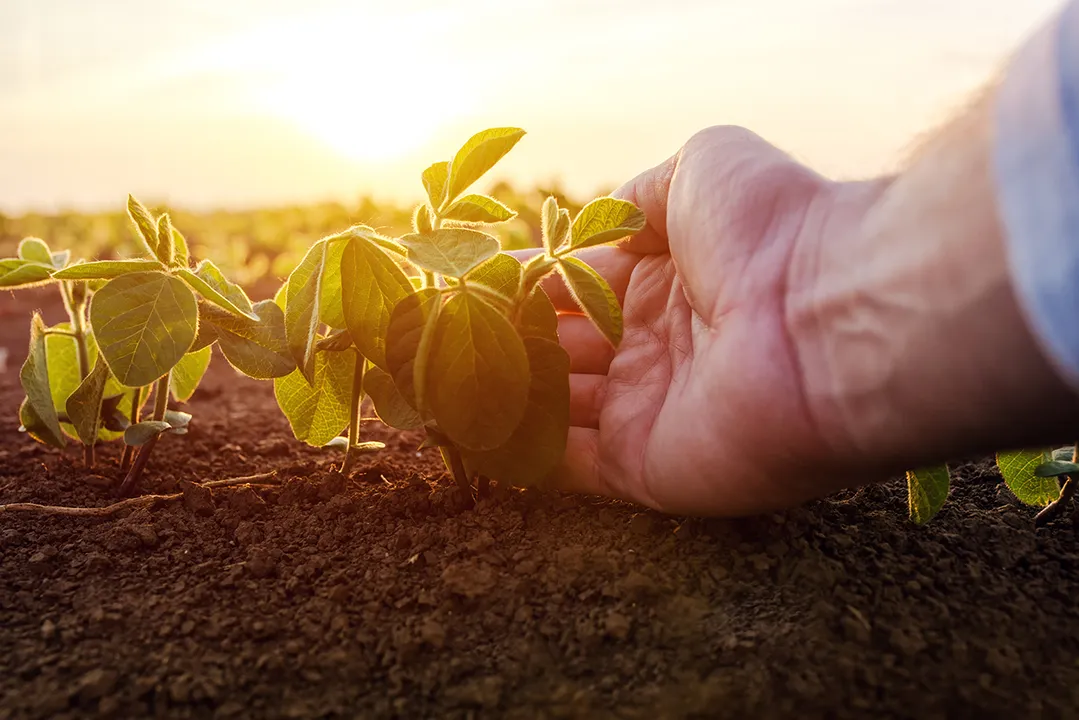 O agronegócio é fundamental para a sustentação da economia 
do país