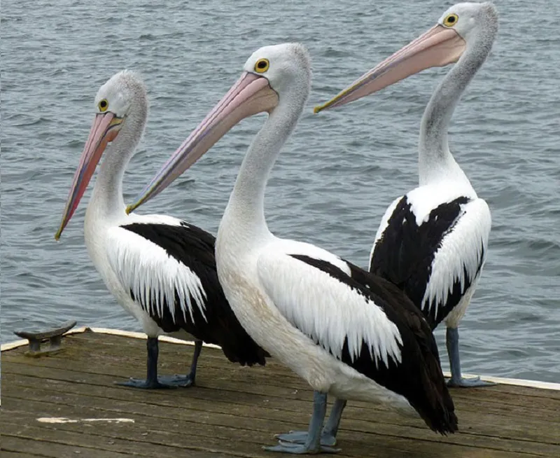 Último relatório do Serviço Nacional de Florestas e Vida Selvagem contabilizou 16.890 pelicanos mortos