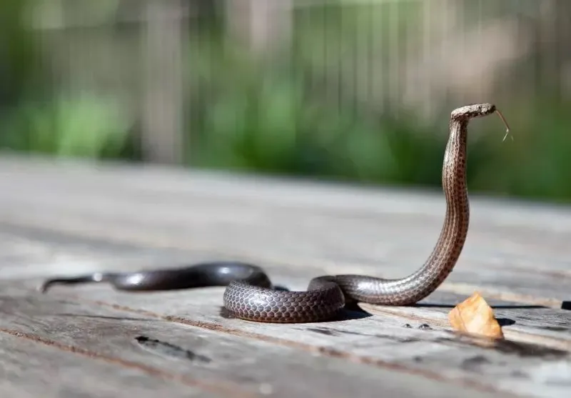 Cobra passou por uma triagem e será devolvida à natureza