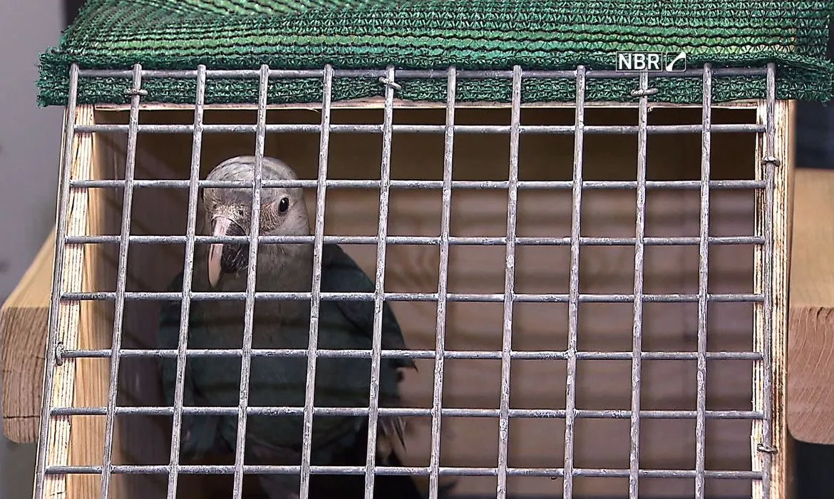 Foram anos de planejamento até que projeto conseguisse trazer para o Brasi mais de 50 animais que viviam em cativeiro na Europa