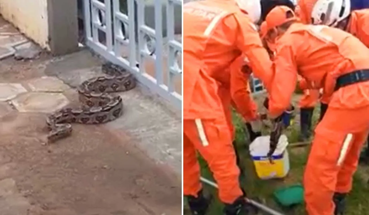 Bombeiros levaram cobra para área de mata da região