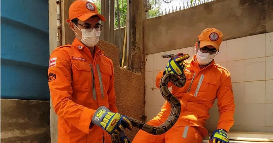 Depois do resgate, a cobra foi avaliada e devolvida à natureza, longe do trecho urbano e sem ferimentos