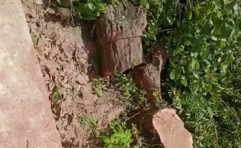 Árvores centenárias derrubadas em Simões Filho