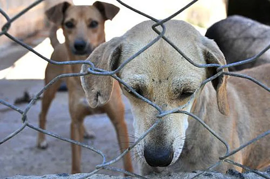 Texto diz que cães, independente de raça e porte, não podem circular sem uso de coleira e guia em espaços públicos do município