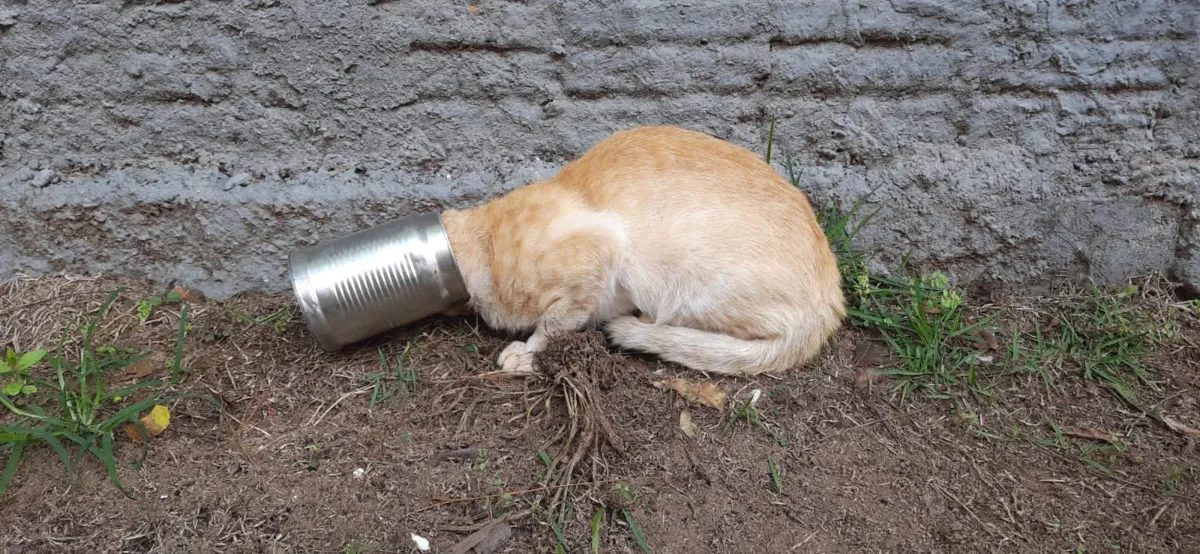 O resgate durou poucos minutos e, conforme  bombeiros, o animal não sofreu ferimentos