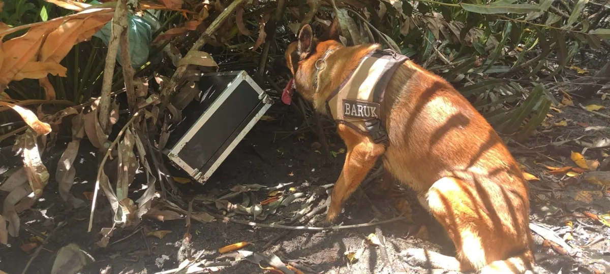 Cão policial em operação realizada na cidade de Porto Seguro