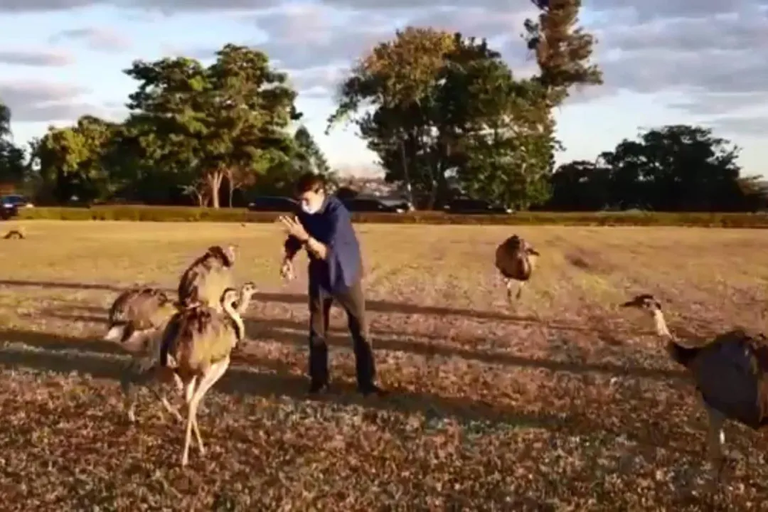 Bolsonaro com as emas da Granja do Torto