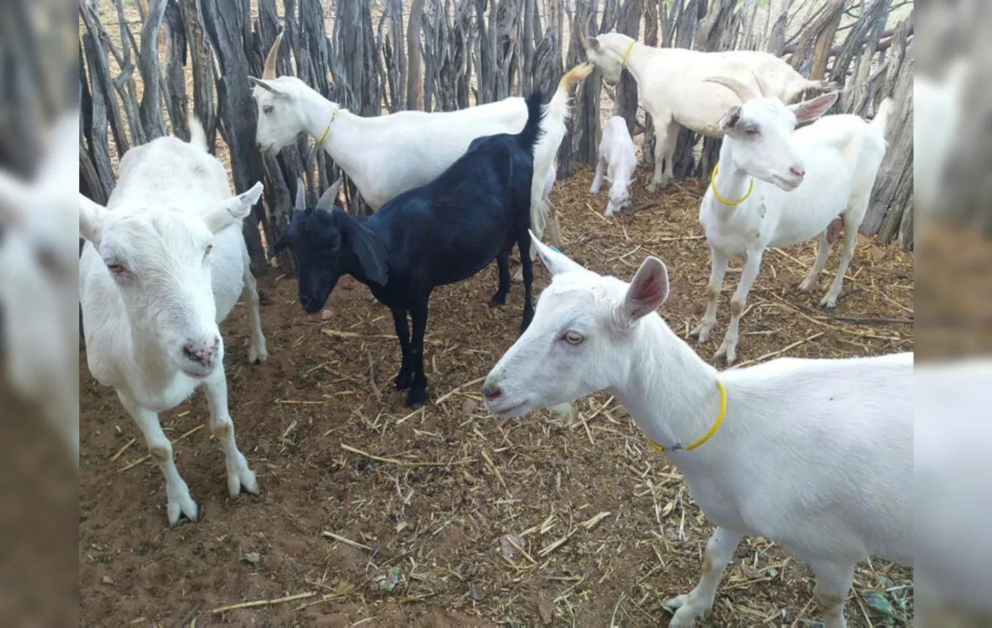 Propriedades de agricultura familiar são responsáveis por 90% da produção de caprinos e ovinos no Brasil
