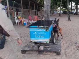 Imagem ilustrativa da imagem Cão farejador descobre drogas em carrinho no Porto Seguro