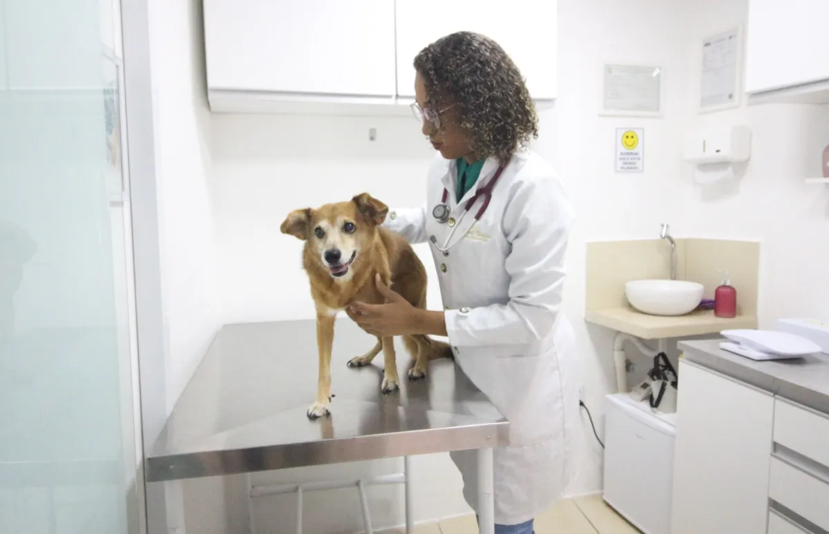 A veterinária Paloma recomenda hidratação constante