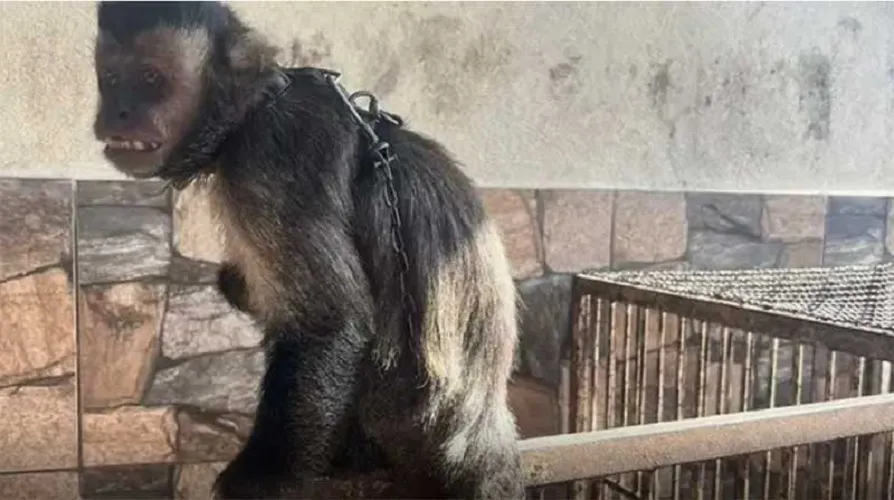 Macaco foi levado ao Centro de Triagem de Animais Silvestres de Juiz de Fora (Cetas-JF)