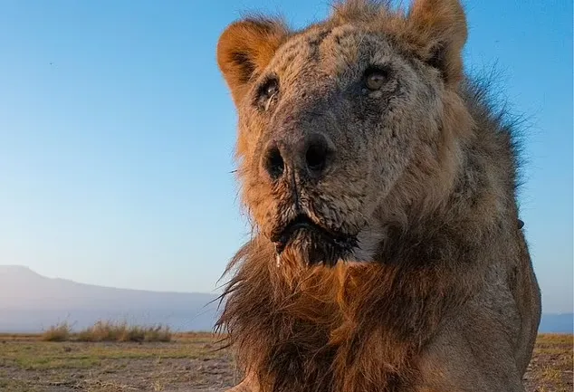 Morte de Loonkito reforça a preocupação sobre a sobrevivência dos leões na natureza