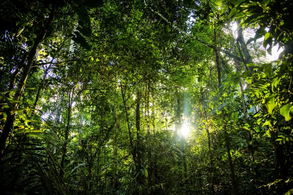 Restaurar florestas e plantar árvores são partes essenciais de uma abordagem integrada de saúde para as pessoas, as espécies e o planeta