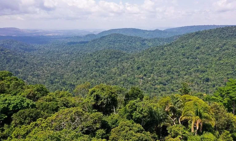 Lei permite comercialização de créditos de carbono ​e direitos sobre patrimônio genético para fins de pesquisa