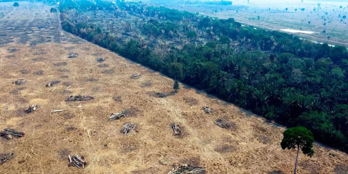 O monitoramento por satélite detectou 209 km2 de desmatamento na parte brasileira da maior floresta tropical do mundo