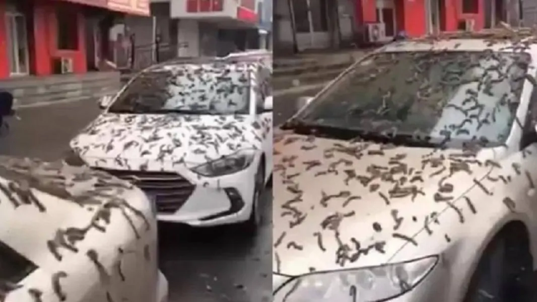 Carros e ruas foram cobertos pelos animais, que até o momento não foram identificados