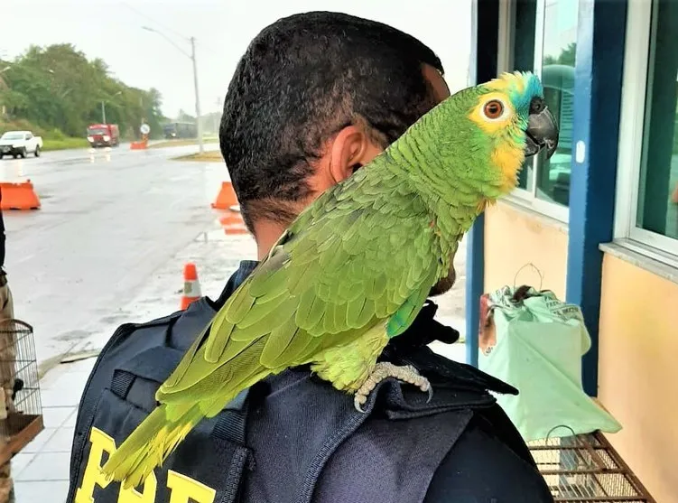 Homem disse à PRF, que pretendia criar as aves em casa, na cidade de Lauro de Freitas, Região Metropolitana de Salvador