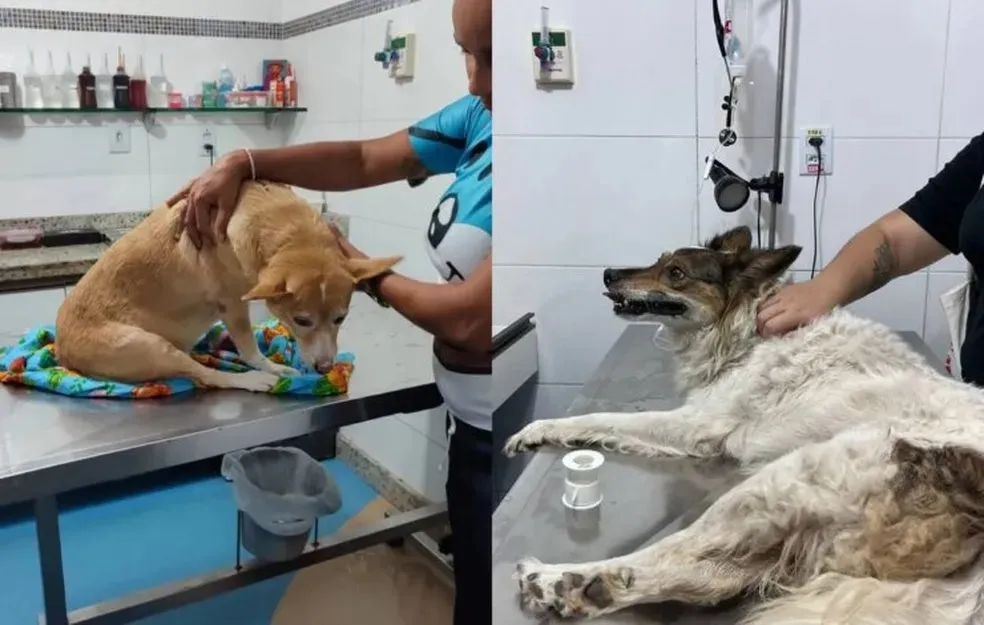 Animais foram socorridos por estudantes