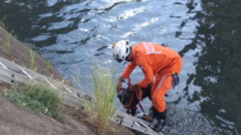 A cadela foi avaliada pelos bombeiros e não estava com ferimentos aparentes.