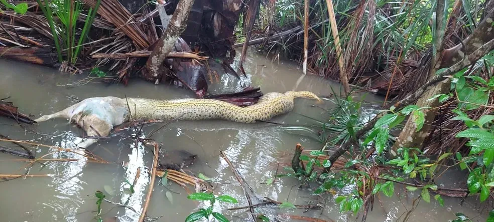 Dono do animal decidiu roçar a vegetação de um córrego e encontrou a situação