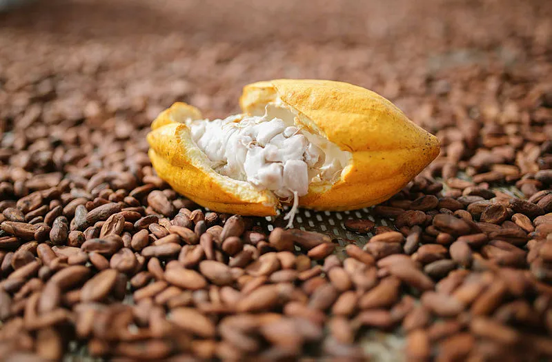 Imagem ilustrativa da imagem Saiba quais são os benefícios do cacau, que dá origem ao chocolate