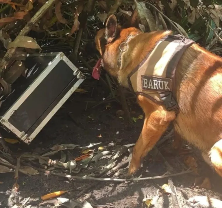 O faro apurado dos policiais caninos ajudou a descobrir pontos e esconderijos onde criminosos escondiam os entorpecentes