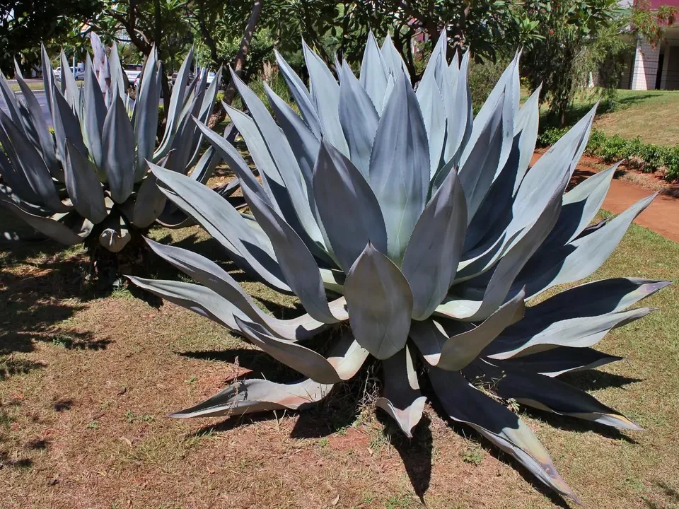 A agave, ou a planta do sisal que vai mudar a cara do sertão