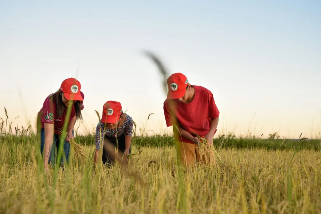 Movimento que reivindica reforma agrária, MST é o maior produtor de arroz orgânico da América Latina