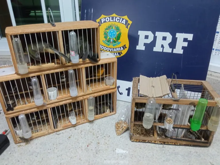 18 aves silvestres eram transportadas em condições precárias dentro de pequenas gaiolas