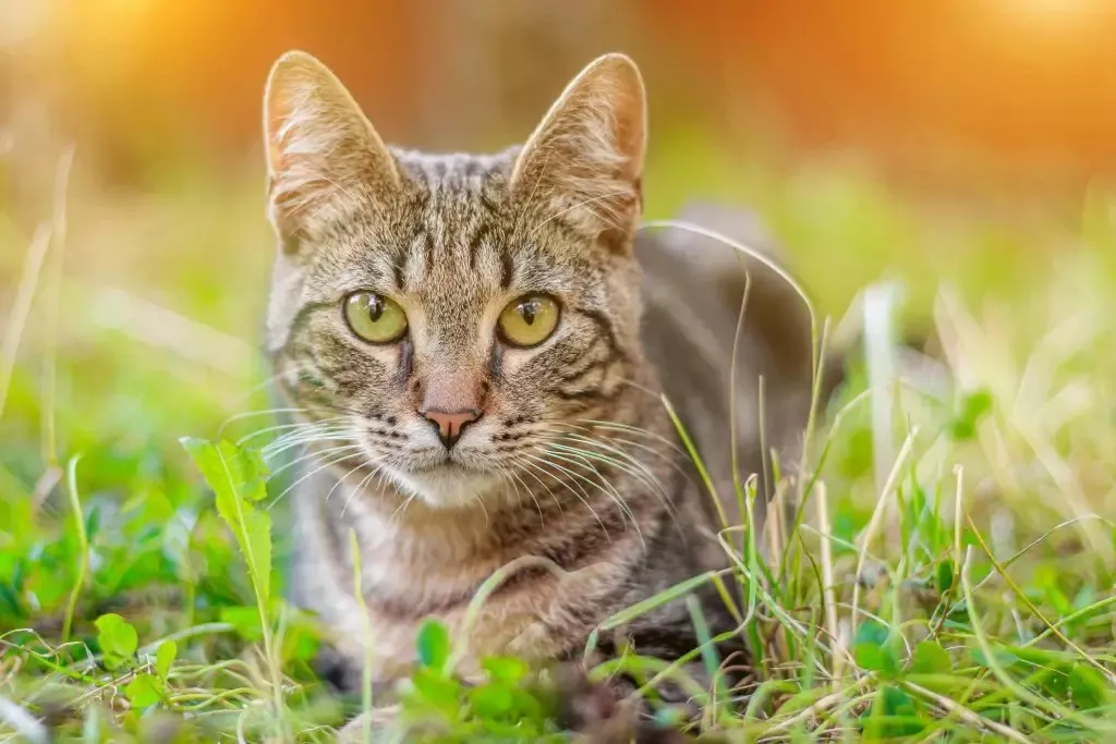 Uma criança chegou a atirar em um gato castrado e microchipado