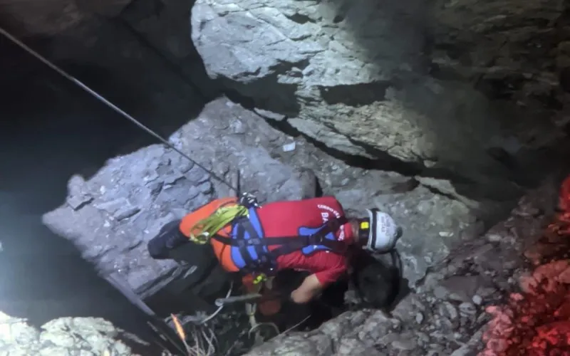 Durante toda ocorrência os bombeiros acalmaram o animal